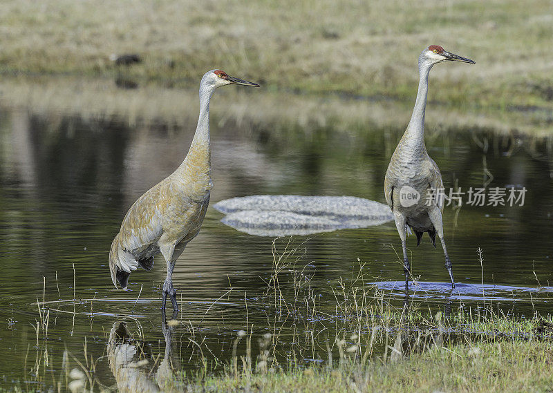 沙丘鹤(Antigone canadensis)是北美洲的一种大型鹤，发现于怀俄明州的黄石国家公园。